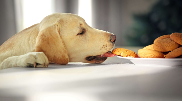 Xilit - Szabad a kutyának?